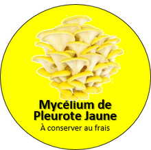 Charger l&#39;image dans la galerie, Capsule de Mycélium - pleurotes