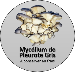 Capsule de Mycélium - pleurotes