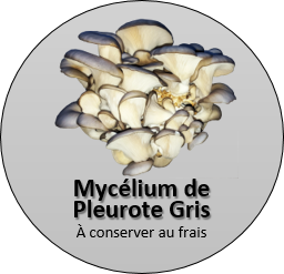 Pleurotes Marie-Anne « Mycélium – Les 400 Pieds de Champignon