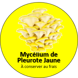 Capsule de Mycélium - pleurotes